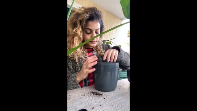 Time to repot my Alocasia Cucculata baby! смотреть онлайн