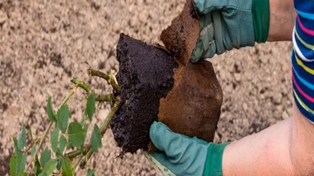 Посадка розы в домашних условиях и уход за ней смотреть онлайн