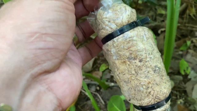 BEST WAY PARA MADALI MAGMARCOT NG RUBBER TREE смотреть онлайн