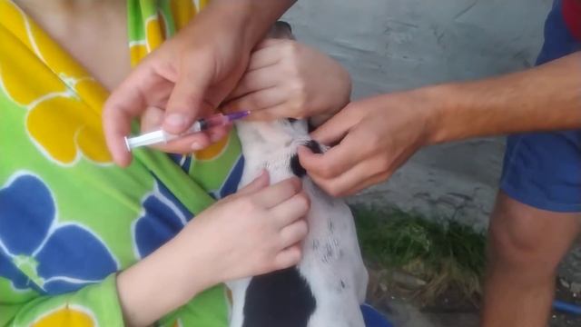 Прививка щенкам от Чумки.Как Вакцинировать самостоятельно смотреть онлайн