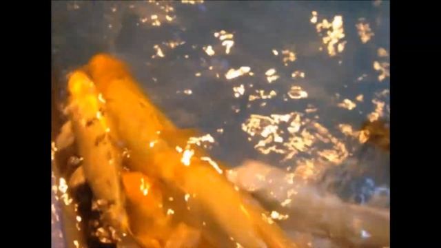 карп ест с рук смотреть онлайн