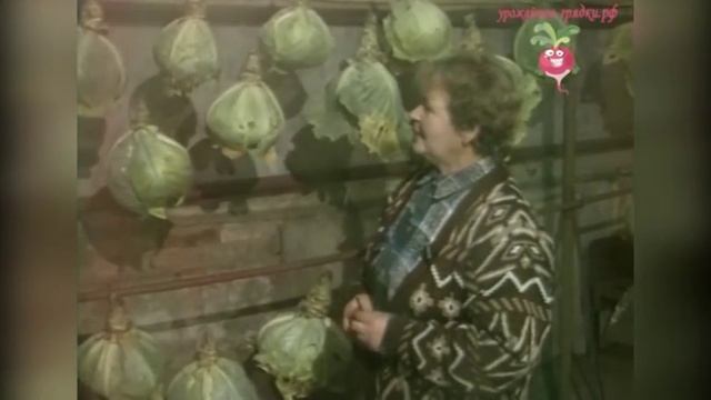 Как хранить капусту в погребе? #urozhainye_gryadki смотреть онлайн