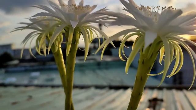 Cactus Echinopsis Subdenudata Flowers - Pollination Echinopsis
