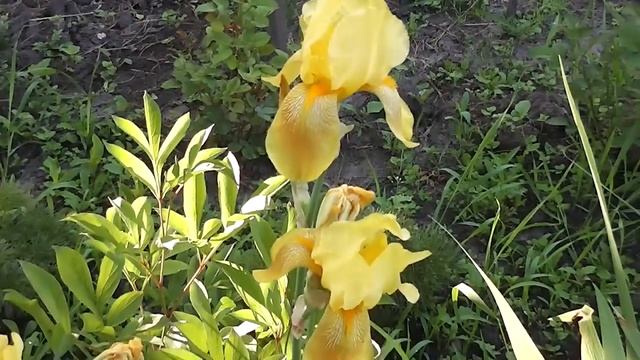 Ирис высокий бородатый желтый смотреть онлайн