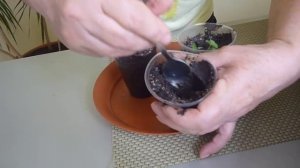 Львиный зев ,как вырастить рассаду львиного зева из семян.Пикируем.