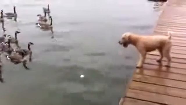 Прикол, ржака, DOG VS DUCKS СОБАКА ПРОТИВ УТОК ЖЕСТЬ ПРИКОЛ СМЕХ УГАРНО смотреть онлайн