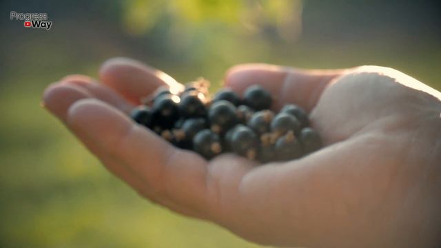 Дайте это смородине в Августе! Чтобы получить обильный урожай на след год! смотреть онлайн