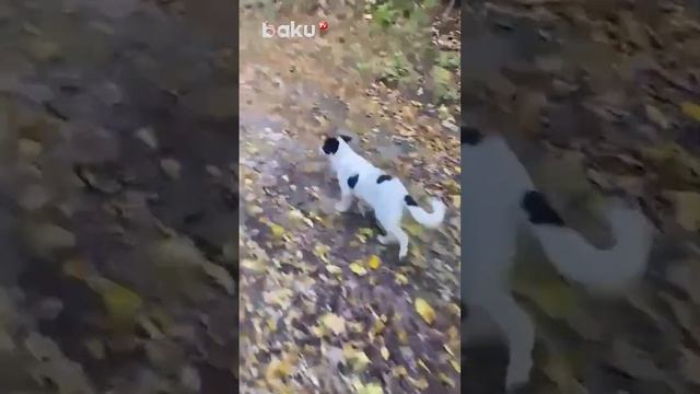 Живописная дорога через Шушинские леса смотреть онлайн