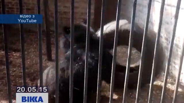 Соцмережі «підірвало» відео про ведмедя і покришку смотреть онлайн