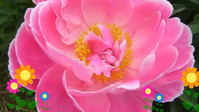 Пион молочноцветковый Auguste Dessert. Краткий обзор, описание характеристик, где купить саженцы смотреть онлайн