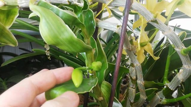 Dendrobium Golden Blossom Kogane✔️Самый лучший из всех видов Дендробиумов смотреть онлайн