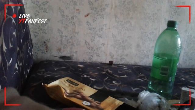 Мышь на кровати! смотреть онлайн
