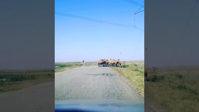 Верблюды в Казахстане смотреть онлайн
