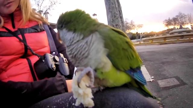 Попугай в Барселоне смотреть онлайн