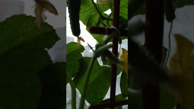 огурец Трюкач. смотреть онлайн