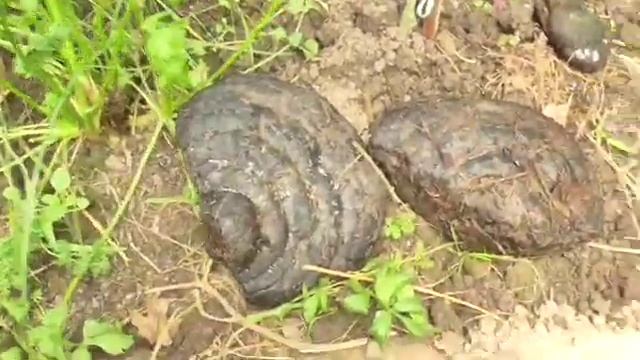 Триходерма из леса или как развести червей посреди зимы. смотреть онлайн