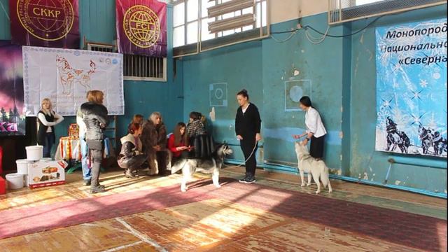 Хаски Моно СЕП Nikolina Davidovska Открытый суки смотреть онлайн