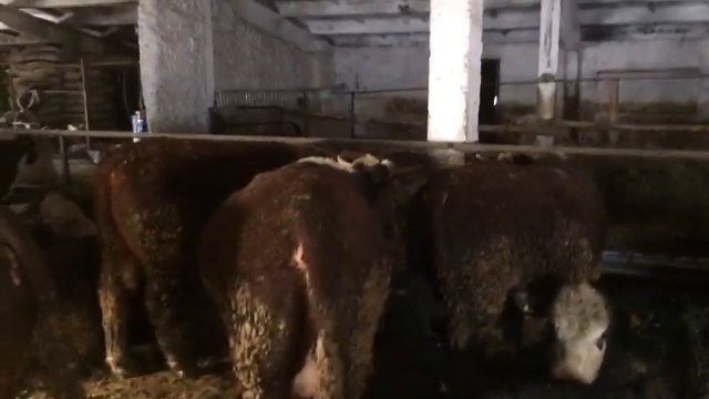 Герефорды оптом с доставкой по РФ и СНГ смотреть онлайн