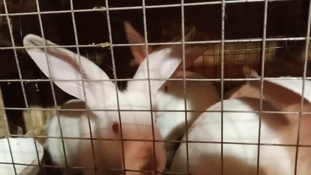 ЧЕРЕЗ 9 ДНЕЙ БУДЕМ ОТСАЖИВАТЬ КРОЛИКОВ смотреть онлайн