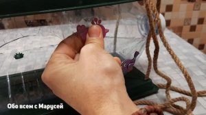 DIY/КОРМУШКА ДЛЯ ПТИЦ УДОБНАЯ ПРОСТАЯ /СВОИМИ РУКАМИ ИЗ ПЛАСТИКОВОЙ БУТЫЛИ @obovsemsmarusya