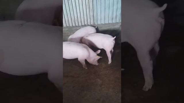 Племенные свинки породы Крупная Белая. смотреть онлайн