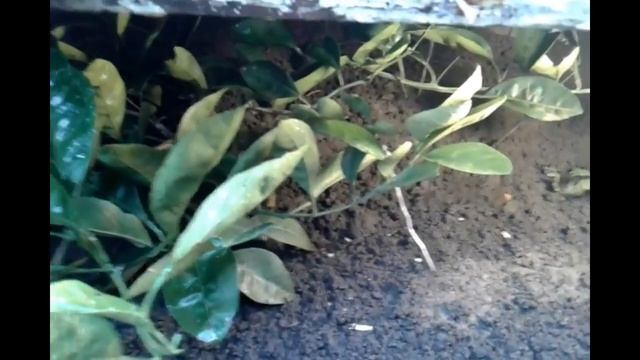 Обзор зимовки мандарина, цитрусовые в открытом грунте. смотреть онлайн