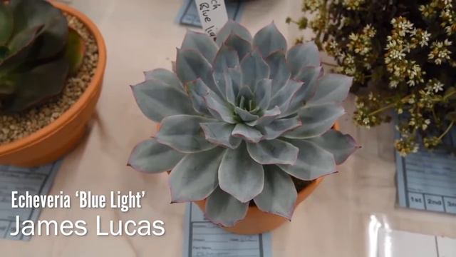 Echeveria ‘Blue Light’ اشكال واسماء العصاريات: إتشيفيريا الضوء أزرق' смотреть онлайн