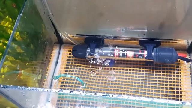 Данио GloFish на нерест (часть 1)