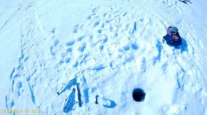 Подлёдная рыбалка на Чукотке. Голец