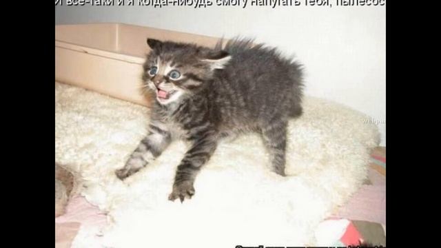 Животные няшки. смотреть онлайн