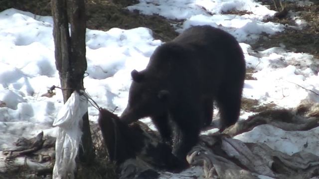 Добыть медведя. Подготовка, первая проверка, заброска привады. Сибирь, охота на медведя 2022 смотреть онлайн
