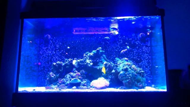 Red Sea Max C250 LED Upgrade - Easy Cheap Awesome смотреть онлайн