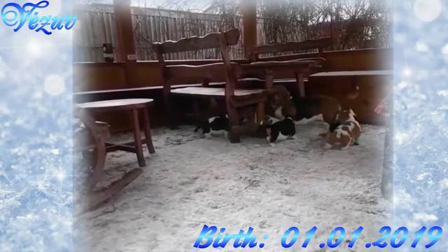 Малыши - первая прогулка смотреть онлайн