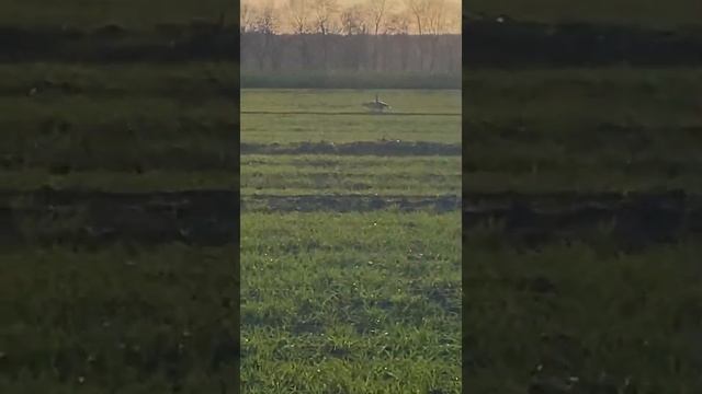 Прогулка с нашим псом порода тибетский спаниель?☺️ смотреть онлайн