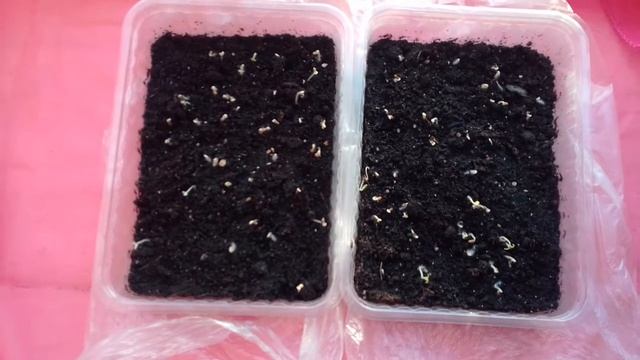 Взошла рассада помидор посаженная в кипяток "СНЕГИРЕК" "ПИГМЕЙ" смотреть онлайн