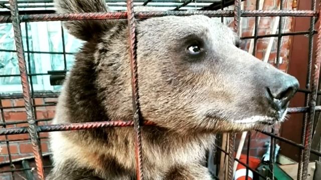 Медвежонок умолял спасти его умирающую маму. Но посмотрите, что сделали люди!