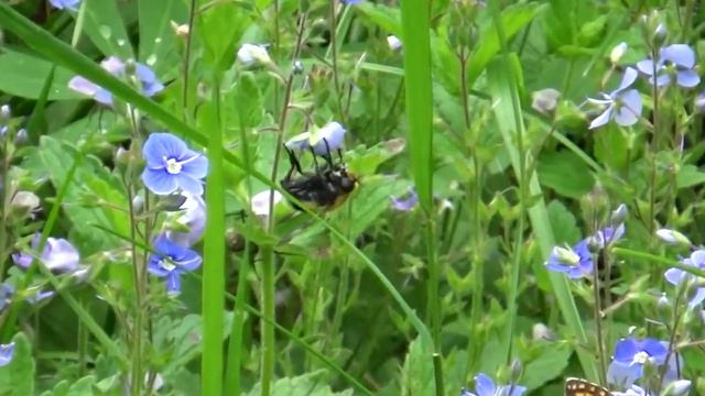 Шмели и бабочки смотреть онлайн