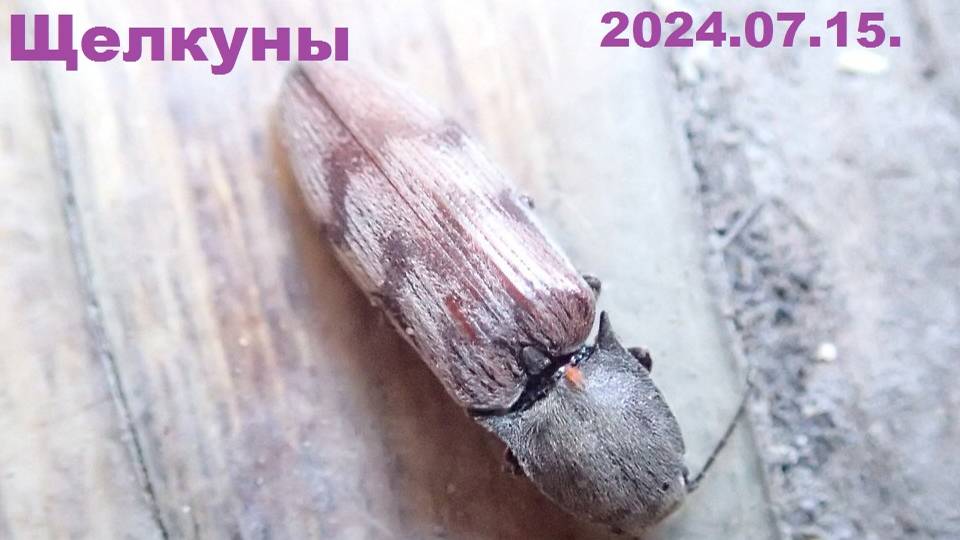 2024.07.15. Норильск. Жуки щелкуны. смотреть онлайн