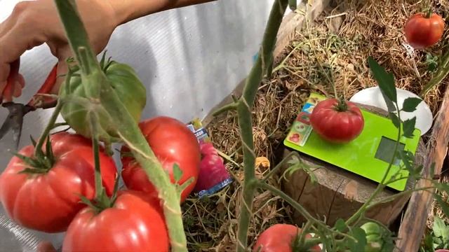 Томат "Малиновый Слон" от Гавриш - Уголок Садовода смотреть онлайн