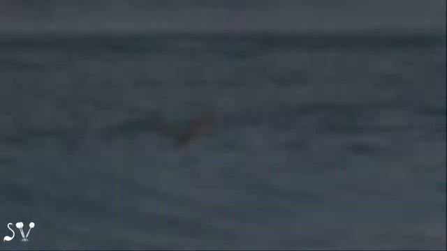 Bat Galim. Kingfisher catches a fish / Голубой зимородок охотится / שלדג תופס דג смотреть онлайн