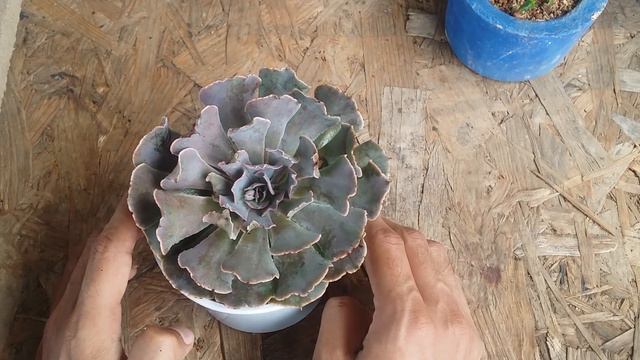 || ECHEVERIA NEON BREAKER || смотреть онлайн