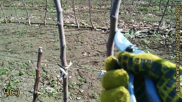 КАК ОБРЕЗАТЬ САЖЕНЦЫ? ВАЖНЫЕ ПРАВИЛА! смотреть онлайн