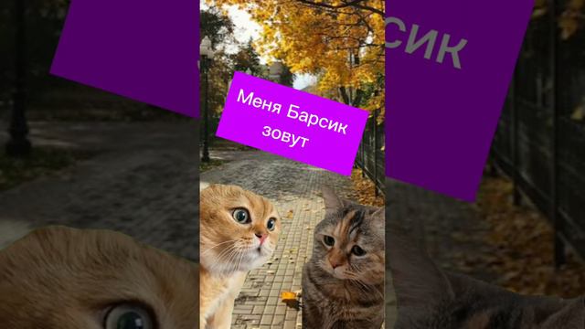 Девушка можно с вами познакомиться? #смешныеистории #юмор #мемы #смешныекотики смотреть онлайн