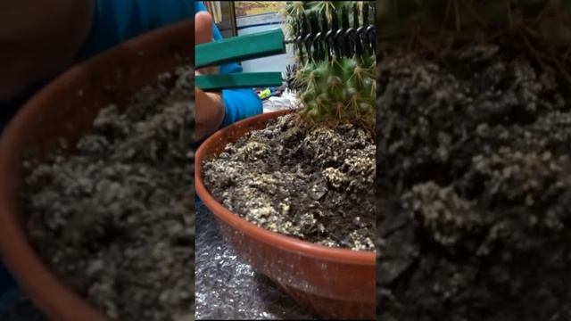 Как пересадить кактус в другой горшок? #Shorts смотреть онлайн