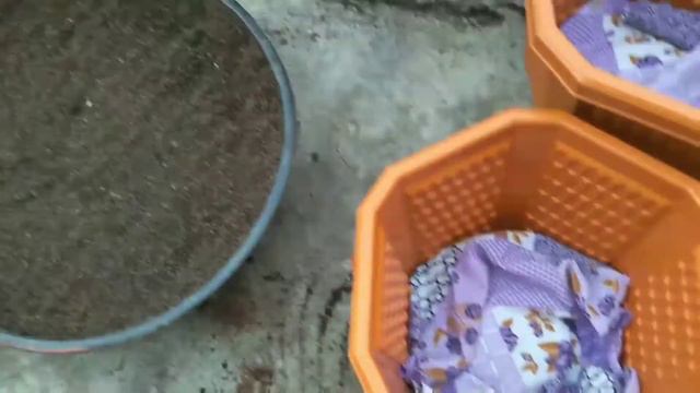 6 | Tricks To Keep Syngonium  Indoor | अब Syngonium घर के अन्दर | ☺️☺️☺️