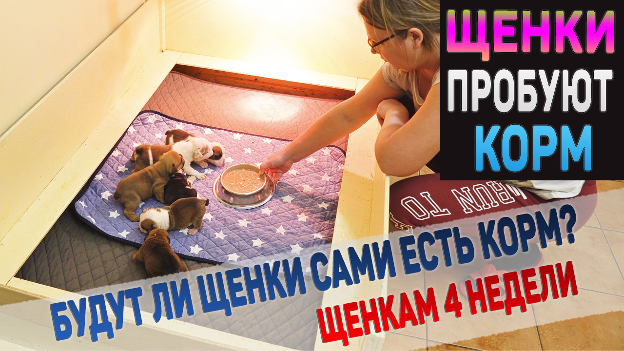 Щенки впервые пробуют кушать сами! Реакция маленьких щенков на новый тип еды! Английский Бульдог. смотреть онлайн