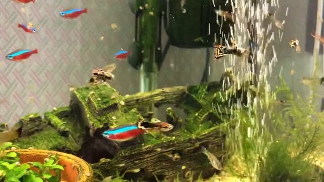Аквариум. Мальки гуппи
