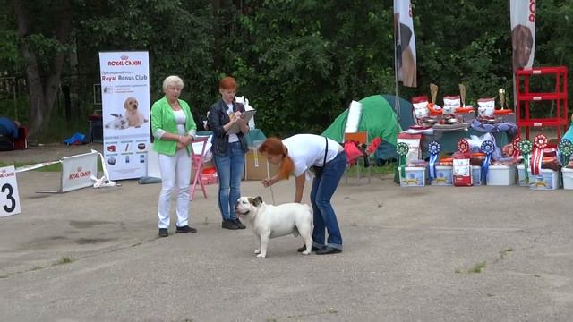 05.08.2017 Ринг Английских бульдогов смотреть онлайн