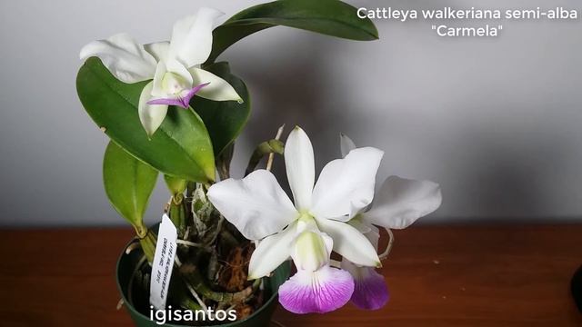 Cattleya Walkeriana Timelapse