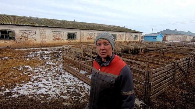Работаю на овцеферме! У меня новый начальник! Спасаем ягнят. (7 часть) смотреть онлайн